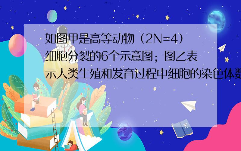 如图甲是高等动物（2N=4）细胞分裂的6个示意图；图乙表示人类生殖和发育过程中细胞的染色体数目变化曲线．据图回答下列问题