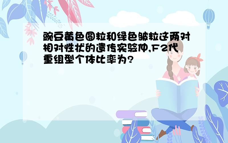 豌豆黄色圆粒和绿色皱粒这两对相对性状的遗传实验仲,F2代重组型个体比率为?