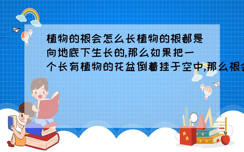 植物的根会怎么长植物的根都是向地底下生长的,那么如果把一个长有植物的花盆倒着挂于空中,那么根会怎么长