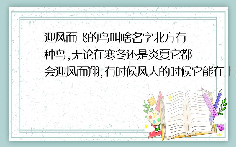 迎风而飞的鸟叫啥名字北方有一种鸟,无论在寒冬还是炎夏它都会迎风而翔,有时候风大的时候它能在上空的一个点几乎不动.好久没看