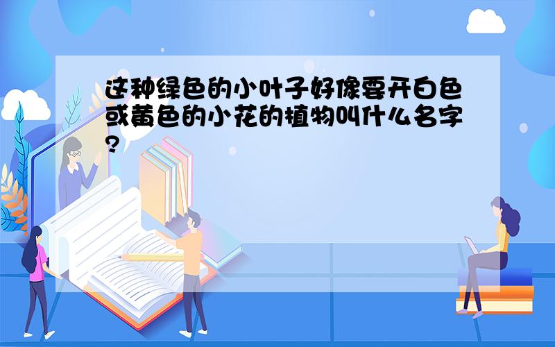 这种绿色的小叶子好像要开白色或黄色的小花的植物叫什么名字?