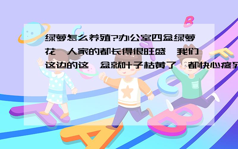 绿萝怎么养殖?办公室四盆绿萝花,人家的都长得很旺盛,我们这边的这一盆就叶子枯黄了,都快心疼死了.有没有养花高手,给俺帮帮