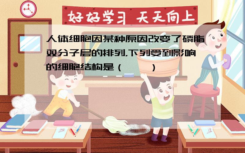 人体细胞因某种原因改变了磷脂双分子层的排列，下列受到影响的细胞结构是（　　）