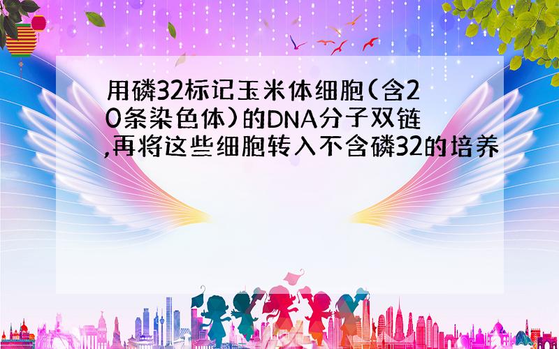 用磷32标记玉米体细胞(含20条染色体)的DNA分子双链,再将这些细胞转入不含磷32的培养