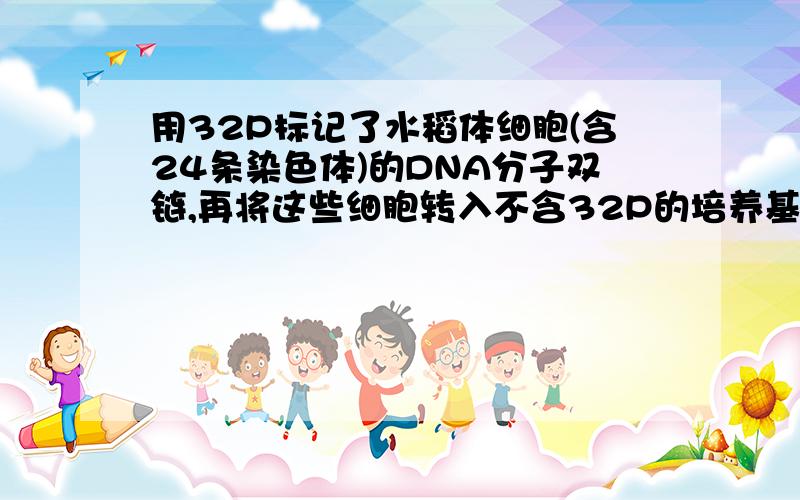 用32P标记了水稻体细胞(含24条染色体)的DNA分子双链,再将这些细胞转入不含32P的培养基中培养,在第二次