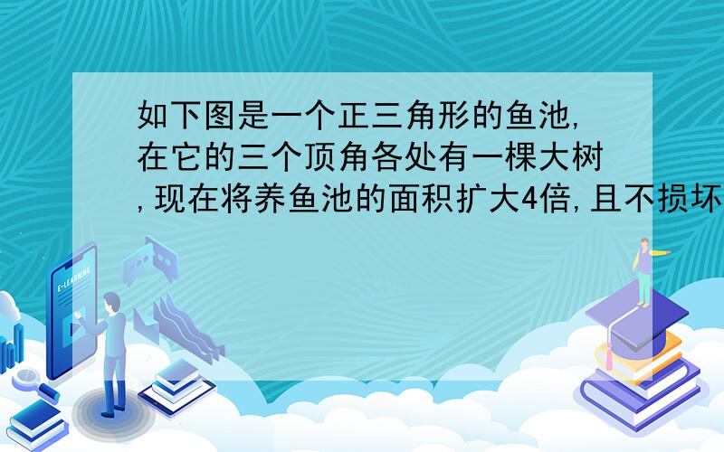 如下图是一个正三角形的鱼池,在它的三个顶角各处有一棵大树,现在将养鱼池的面积扩大4倍,且不损坏顶点的大树,使树还在池边,