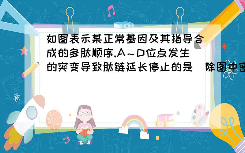 如图表示某正常基因及其指导合成的多肽顺序.A～D位点发生的突变导致肽链延长停止的是[除图中密码子外，已知GAC（天冬氨酸