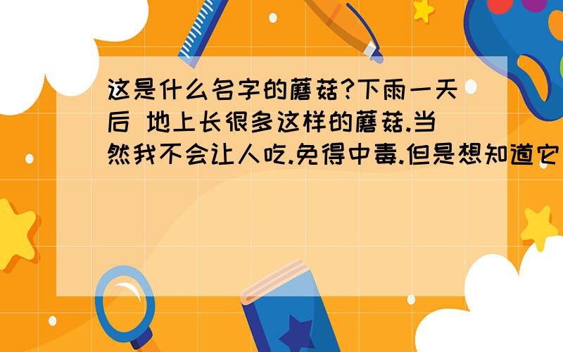 这是什么名字的蘑菇?下雨一天后 地上长很多这样的蘑菇.当然我不会让人吃.免得中毒.但是想知道它名字.到底是不是毒蘑菇.呵