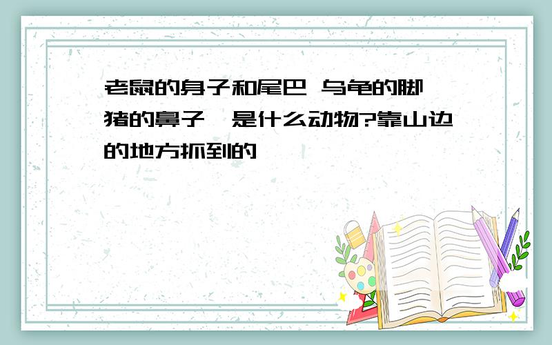 老鼠的身子和尾巴 乌龟的脚 猪的鼻子,是什么动物?靠山边的地方抓到的