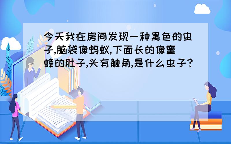 今天我在房间发现一种黑色的虫子,脑袋像蚂蚁,下面长的像蜜蜂的肚子,头有触角,是什么虫子?