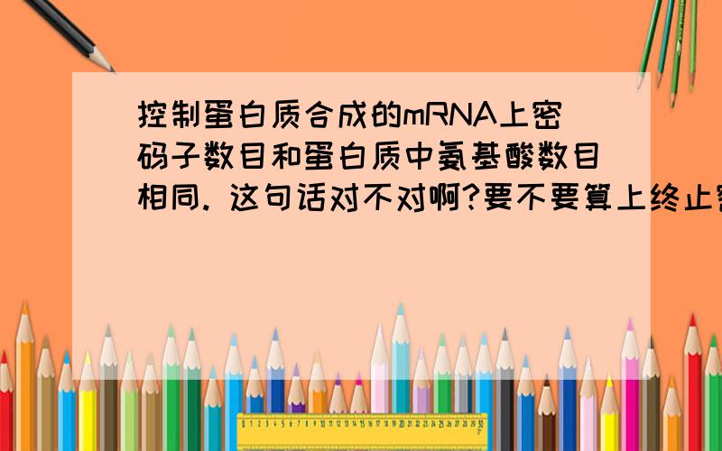 控制蛋白质合成的mRNA上密码子数目和蛋白质中氨基酸数目相同. 这句话对不对啊?要不要算上终止密码子?