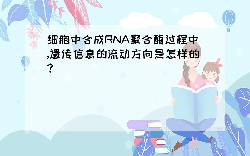 细胞中合成RNA聚合酶过程中,遗传信息的流动方向是怎样的?