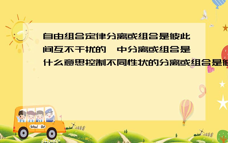 自由组合定律分离或组合是彼此间互不干扰的,中分离或组合是什么意思控制不同性状的分离或组合是彼此间互不干扰的，