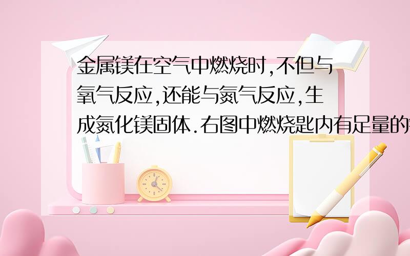 金属镁在空气中燃烧时,不但与氧气反应,还能与氮气反应,生成氮化镁固体.右图中燃烧匙内有足量的镁条,带反应冷却后,打开弹簧