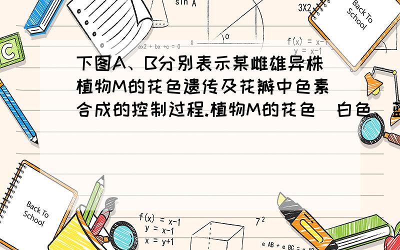 下图A、B分别表示某雌雄异株植物M的花色遗传及花瓣中色素合成的控制过程.植物M的花色（白色、蓝色和紫