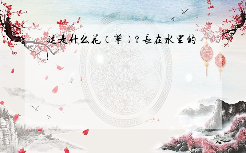 这是什么花（草）?长在水里的!