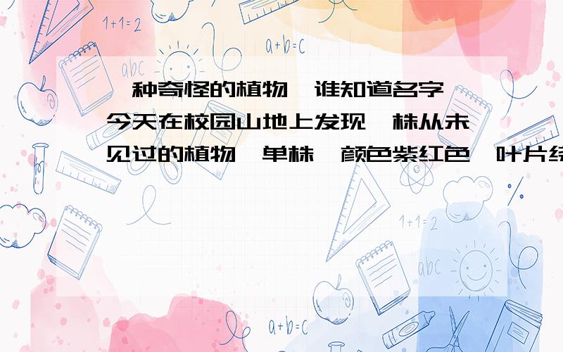 一种奇怪的植物,谁知道名字 今天在校园山地上发现一株从未见过的植物,单株,颜色紫红色,叶片绕植株