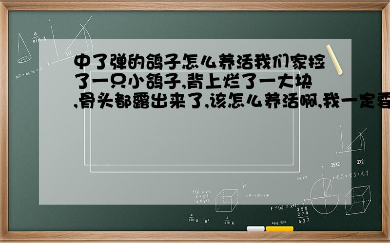 中了弹的鸽子怎么养活我们家捡了一只小鸽子,背上烂了一大块,骨头都露出来了,该怎么养活啊,我一定要把他养活!给的悬赏分很高