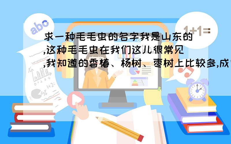 求一种毛毛虫的名字我是山东的,这种毛毛虫在我们这儿很常见,我知道的香椿、杨树、枣树上比较多,成虫没见过,幼虫身上的毛有毒