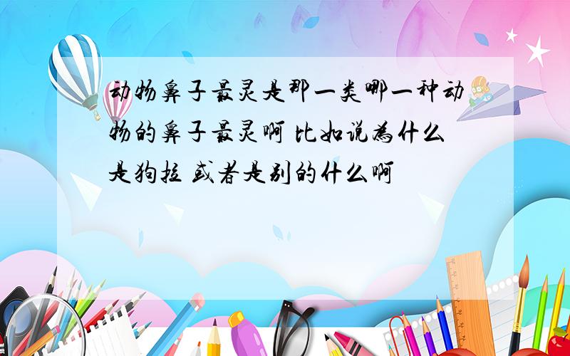 动物鼻子最灵是那一类哪一种动物的鼻子最灵啊 比如说为什么是狗拉 或者是别的什么啊