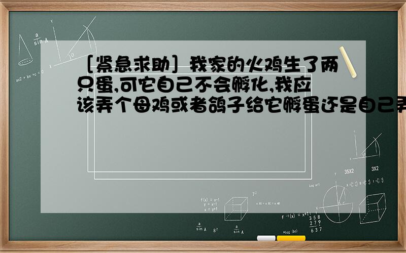 ［紧急求助］我家的火鸡生了两只蛋,可它自己不会孵化,我应该弄个母鸡或者鸽子给它孵蛋还是自己弄个孵...