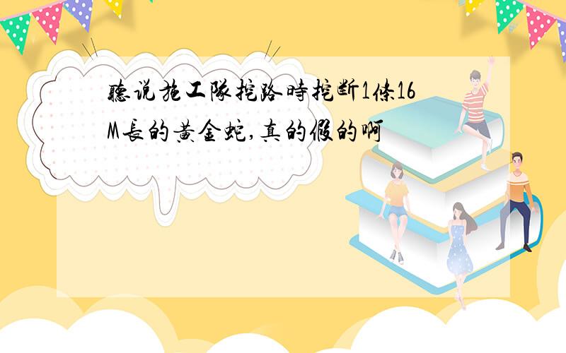 听说施工队挖路时挖断1条16M长的黄金蛇,真的假的啊