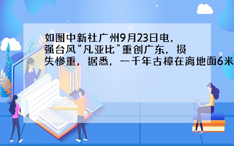 如图中新社广州9月23日电，强台风“凡亚比”重创广东，损失惨重，据悉，一千年古樟在离地面6米处断裂，大树顶部落在离大树底