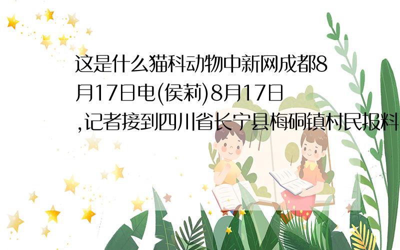 这是什么猫科动物中新网成都8月17日电(侯莉)8月17日,记者接到四川省长宁县梅硐镇村民报料,称发现了一只不明身份的野生