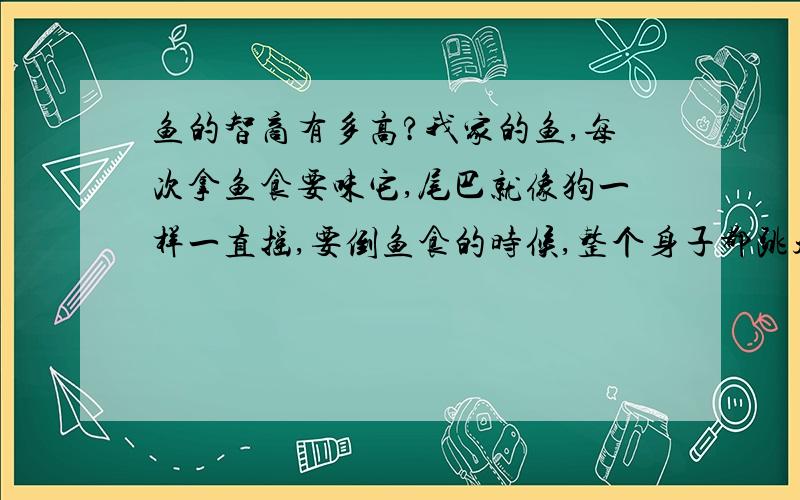 鱼的智商有多高?我家的鱼,每次拿鱼食要味它,尾巴就像狗一样一直摇,要倒鱼食的时候,整个身子都跳起来,还把嘴往上翘,又无语