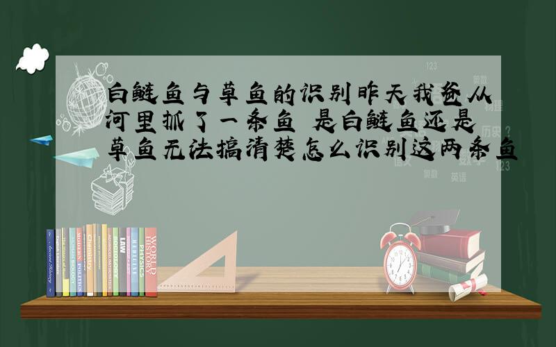 白鲢鱼与草鱼的识别昨天我爸从河里抓了一条鱼 是白鲢鱼还是草鱼无法搞清楚怎么识别这两条鱼