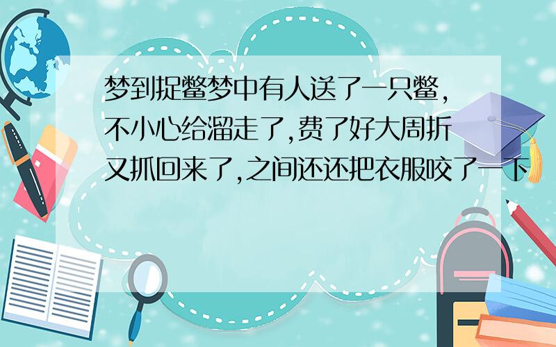 梦到捉鳖梦中有人送了一只鳖,不小心给溜走了,费了好大周折又抓回来了,之间还还把衣服咬了一下