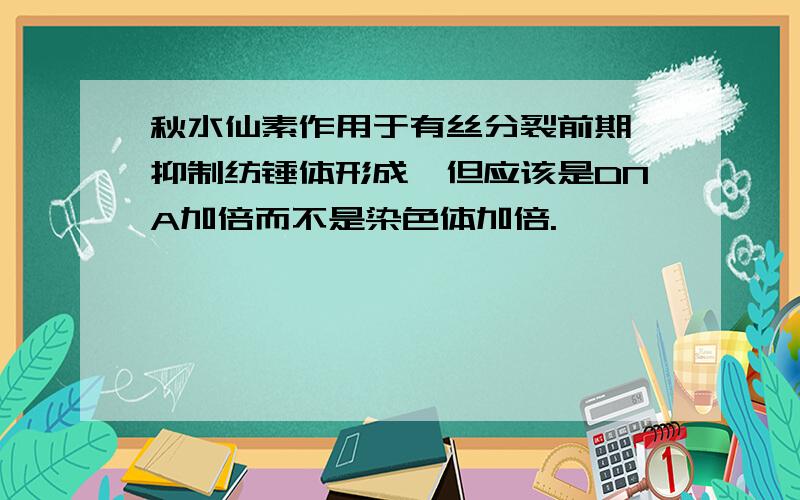 秋水仙素作用于有丝分裂前期,抑制纺锤体形成,但应该是DNA加倍而不是染色体加倍.