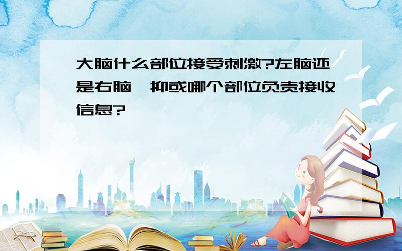 大脑什么部位接受刺激?左脑还是右脑,抑或哪个部位负责接收信息?