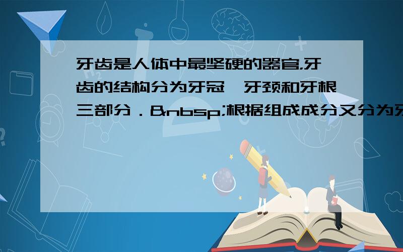 牙齿是人体中最坚硬的器官，牙齿的结构分为牙冠、牙颈和牙根三部分． 根据组成成分又分为牙釉质（珐琅质）、牙本质（