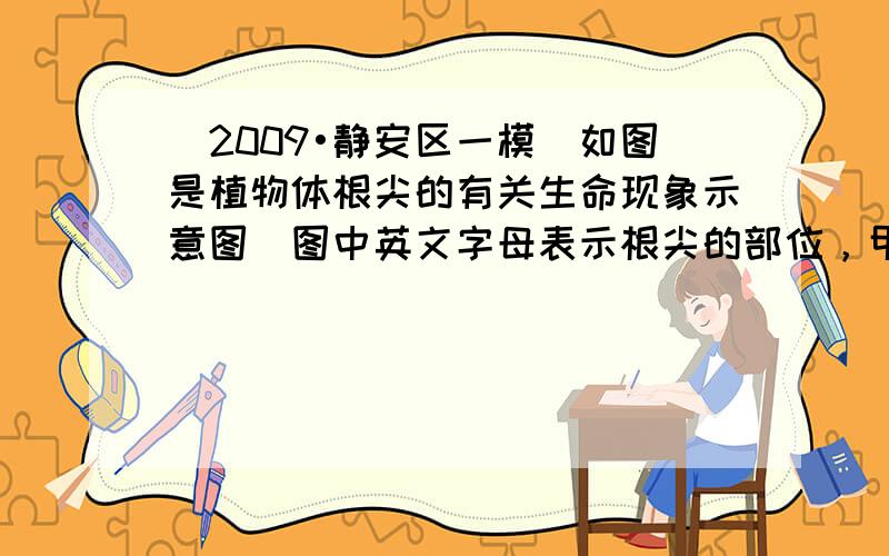 （2009•静安区一模）如图是植物体根尖的有关生命现象示意图．图中英文字母表示根尖的部位，甲、乙、丙表示相应部位的细胞，