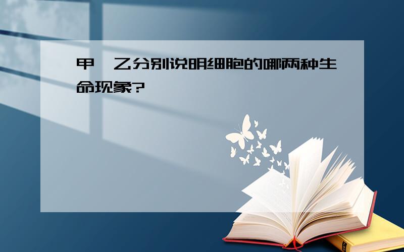 甲、乙分别说明细胞的哪两种生命现象?