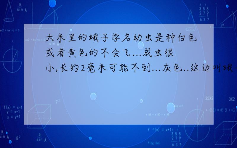 大米里的蛾子学名幼虫是种白色或者黄色的不会飞...成虫很小,长约2毫米可能不到...灰色..这边叫蛾子..