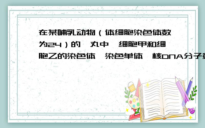 在某哺乳动物（体细胞染色体数为24）的睾丸中,细胞甲和细胞乙的染色体、染色单体、核DNA分子数依次是24,48,48和1