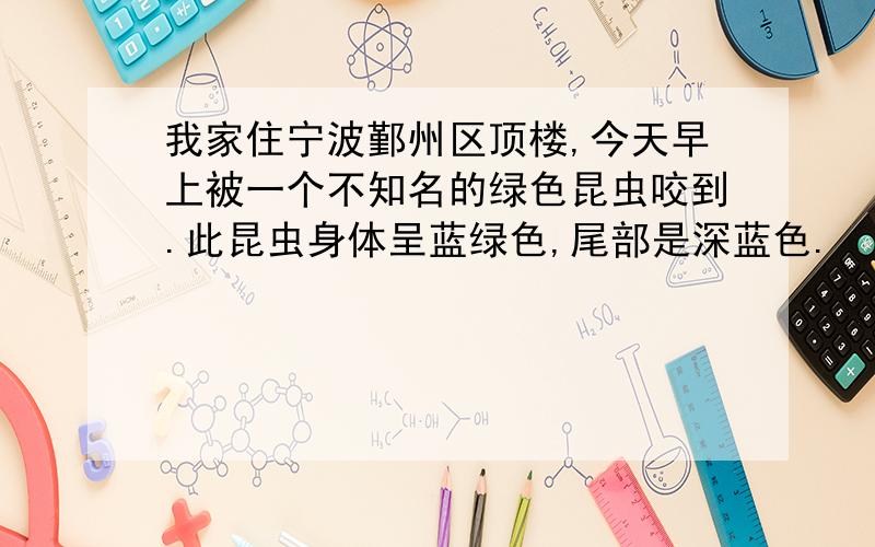 我家住宁波鄞州区顶楼,今天早上被一个不知名的绿色昆虫咬到.此昆虫身体呈蓝绿色,尾部是深蓝色.