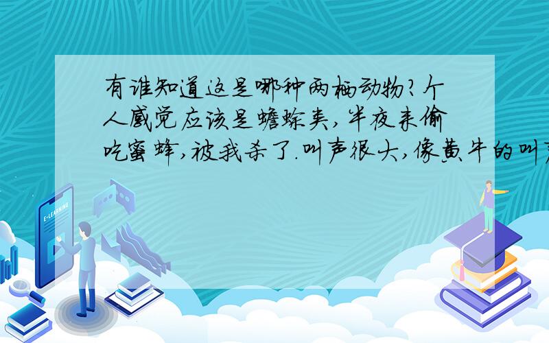 有谁知道这是哪种两栖动物?个人感觉应该是蟾蜍类,半夜来偷吃蜜蜂,被我杀了.叫声很大,像黄牛的叫声.