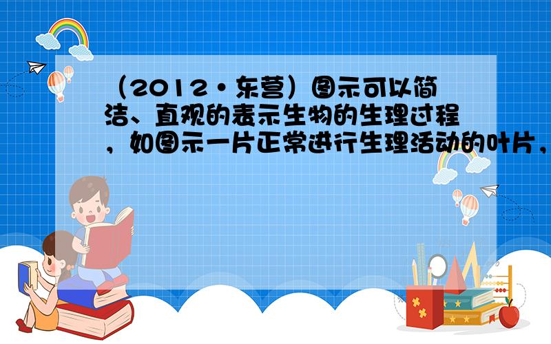 （2012•东营）图示可以简洁、直观的表示生物的生理过程，如图示一片正常进行生理活动的叶片，图中①②③④分别代表与不同生