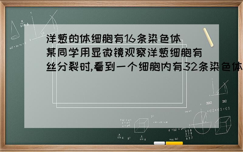 洋葱的体细胞有16条染色体 某同学用显微镜观察洋葱细胞有丝分裂时,看到一个细胞内有32条染色体,为什么可判断此细胞处于有