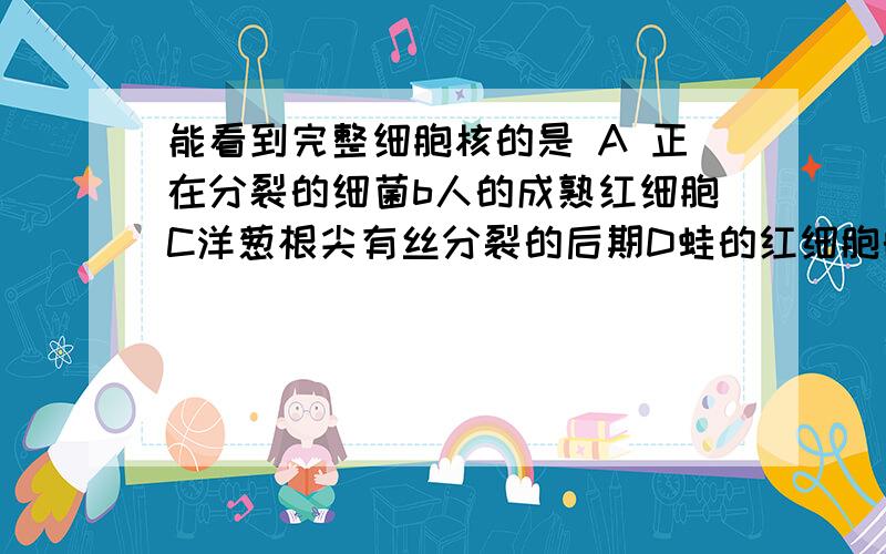 能看到完整细胞核的是 A 正在分裂的细菌b人的成熟红细胞C洋葱根尖有丝分裂的后期D蛙的红细胞的分裂过程