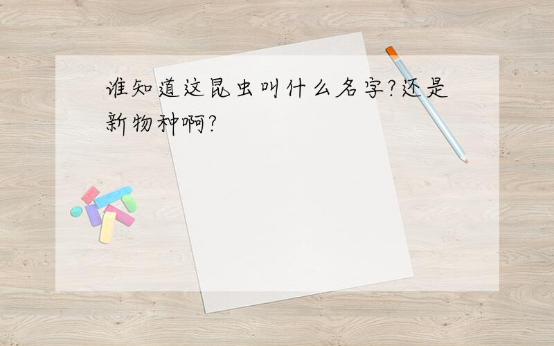 谁知道这昆虫叫什么名字?还是新物种啊?