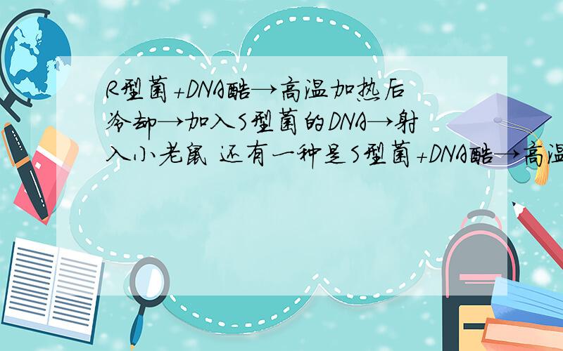 R型菌+DNA酶→高温加热后冷却→加入S型菌的DNA→射入小老鼠 还有一种是S型菌+DNA酶→高温加热后冷却→加入R