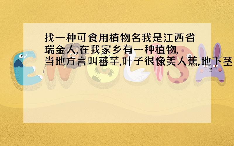 找一种可食用植物名我是江西省瑞金人,在我家乡有一种植物,当地方言叫蕃芋,叶子很像美人蕉,地下茎块煮熟后能吃,在过去粮食少