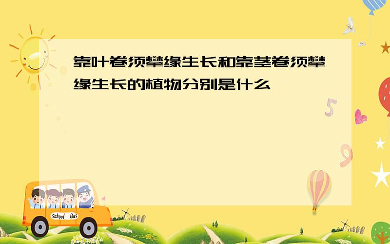 靠叶卷须攀缘生长和靠茎卷须攀缘生长的植物分别是什么