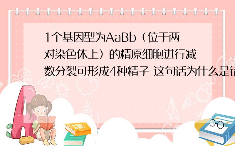 1个基因型为AaBb（位于两对染色体上）的精原细胞进行减数分裂可形成4种精子 这句话为什么是错的?