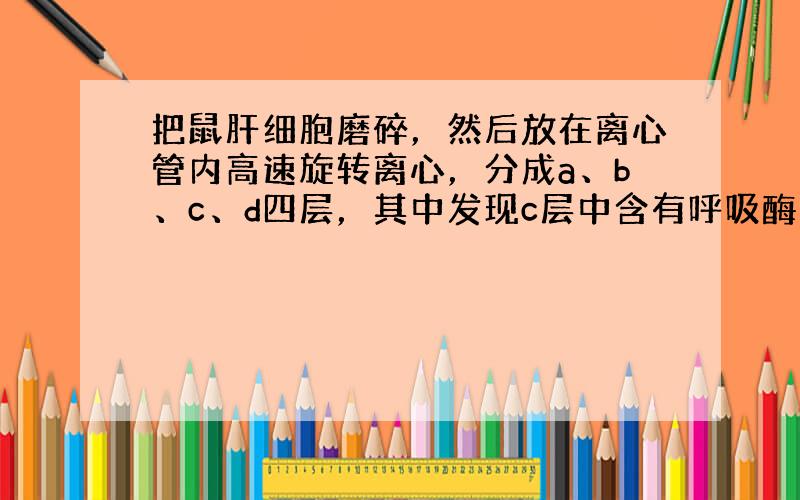 把鼠肝细胞磨碎，然后放在离心管内高速旋转离心，分成a、b、c、d四层，其中发现c层中含有呼吸酶，c层很可能主要由下列哪种