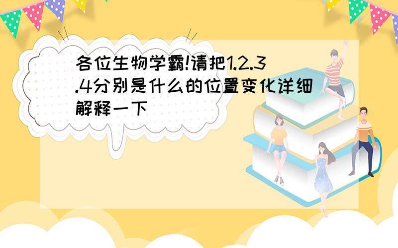 各位生物学霸!请把1.2.3.4分别是什么的位置变化详细解释一下